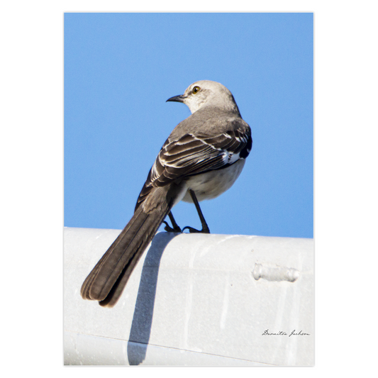 Mocking Bird Photo Card