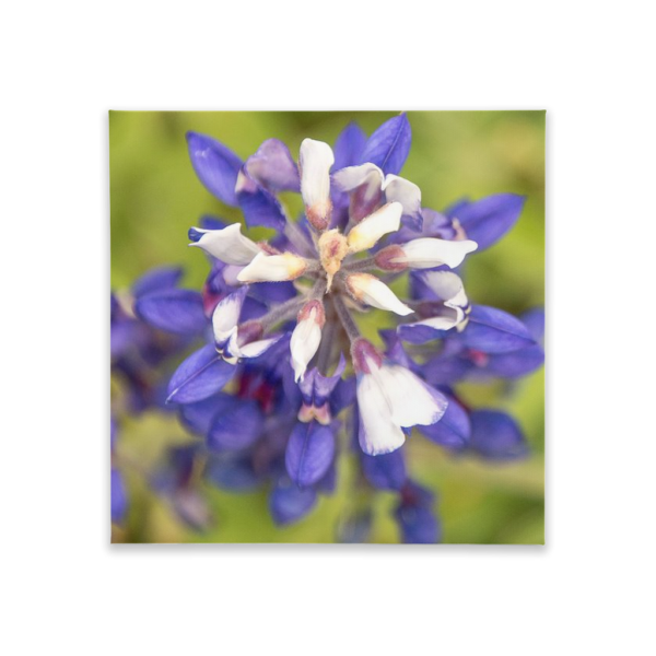 Bluebonnet Canvas Tiles - Image 2