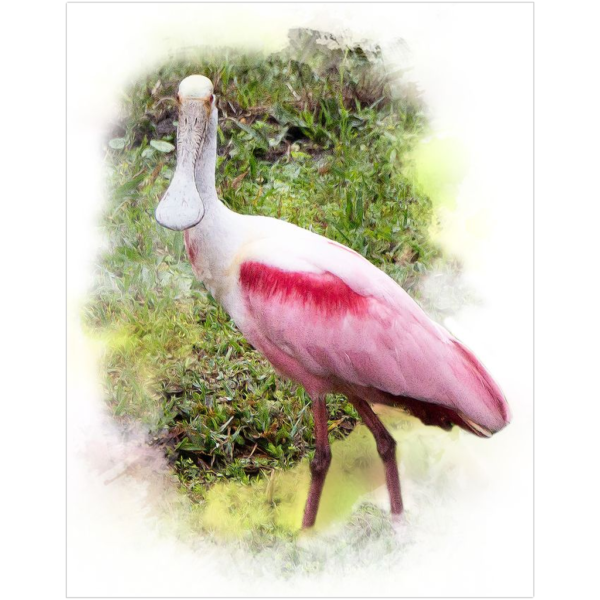 Roseate Spoonbill Premium Art Print