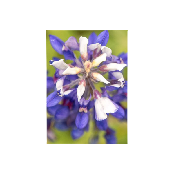 Bluebonnet Canvas Tiles