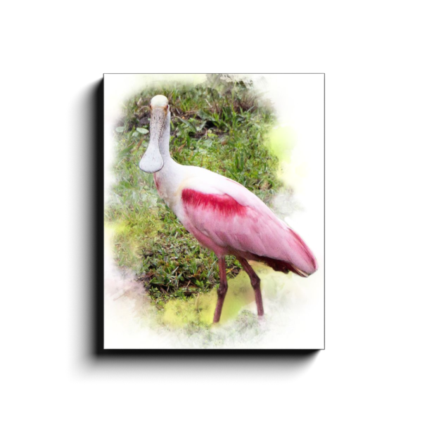 Spoonbill Canvas Wraps - Image 16