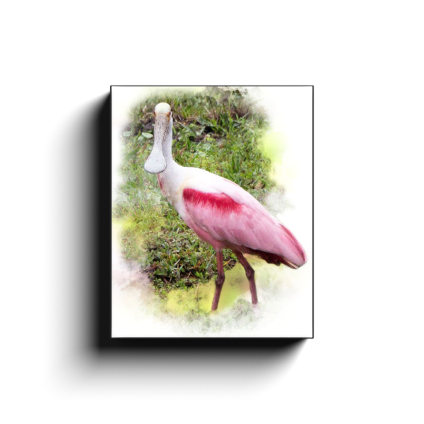 Spoonbill Canvas Wraps - Image 10