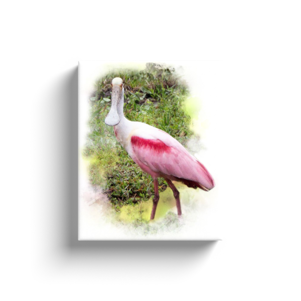 Spoonbill Canvas Wraps