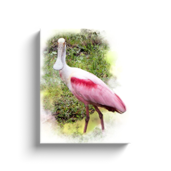 Spoonbill Canvas Wraps - Image 14