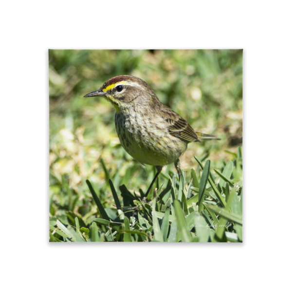 Palm Warbler Canvas Tile