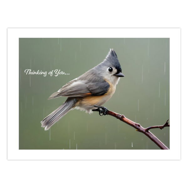 Tufted Titmouse Thinking Of You Cards