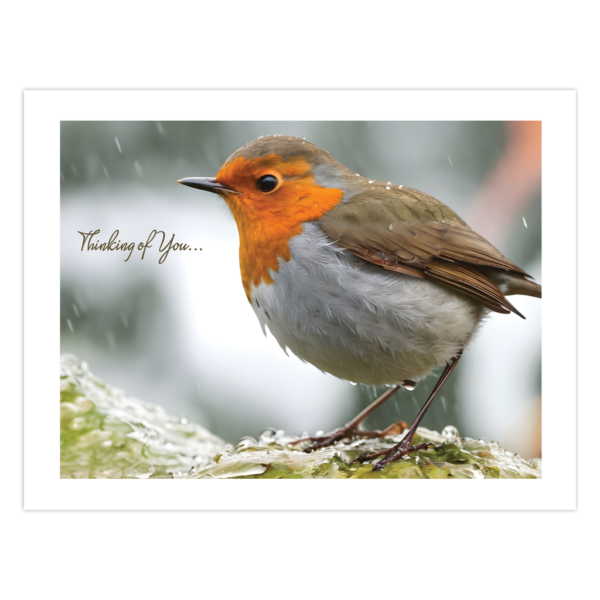 Wild Robin Thinking Of You Cards