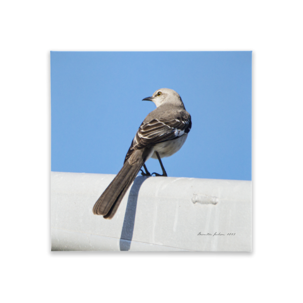 Northern Mockingbird Canvas Tile