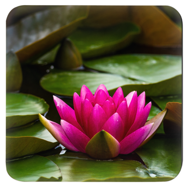 Elegant Lotus Flowers: Set Of 4 Nature-Inspired Coasters Vol 1 - Image 3