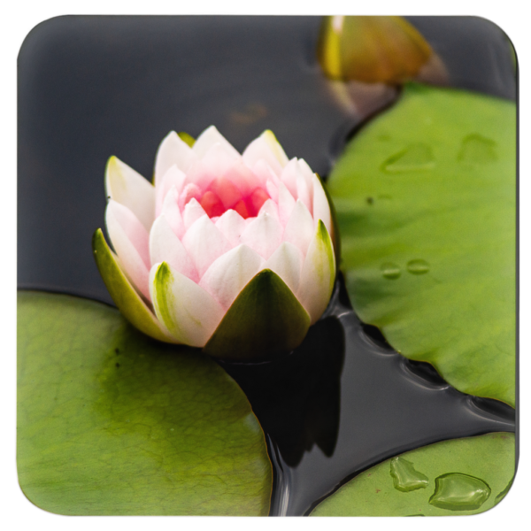 Elegant Lotus Flowers: Set Of 4 Nature-Inspired Coasters Vol 1 - Image 2