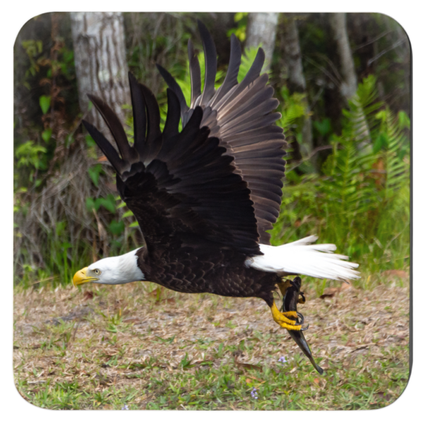 Elegant Wading Birds: Set Of 4 Nature-Inspired Coasters Vol 1 - Image 4