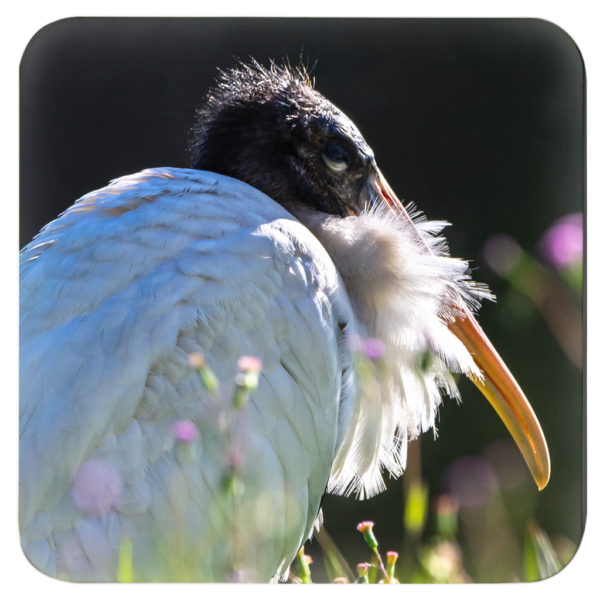 Elegant Wading Birds: Set Of 4 Nature-Inspired Coasters Vol 1