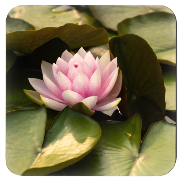 Elegant Lotus Flowers: Set Of 4 Nature-Inspired Coasters Vol 1