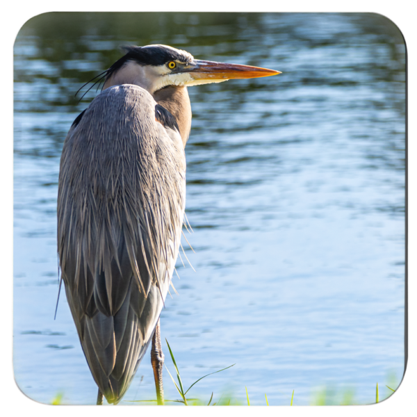 Elegant Wading Birds: Set Of 4 Nature-Inspired Coasters Vol 1 - Image 2